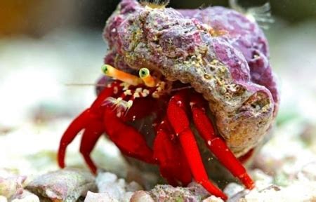 hermit crabs for sale online